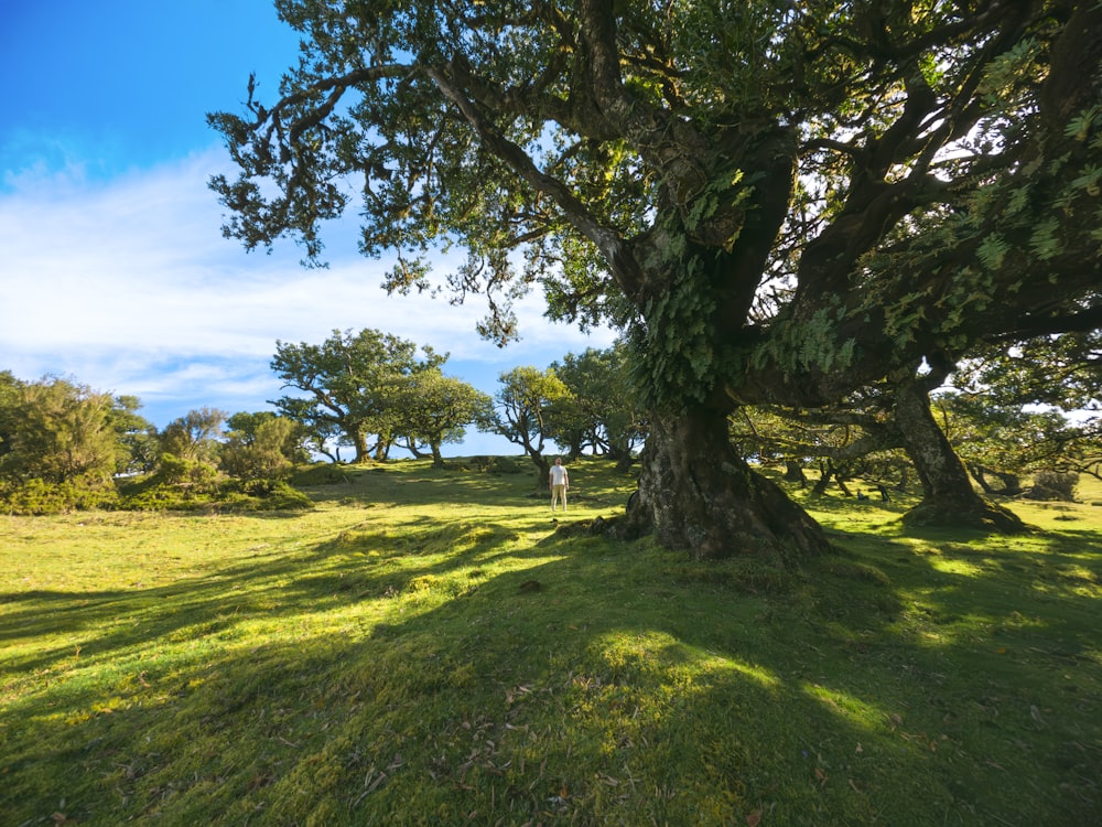 a large tree sitting in the middle of a lush green field