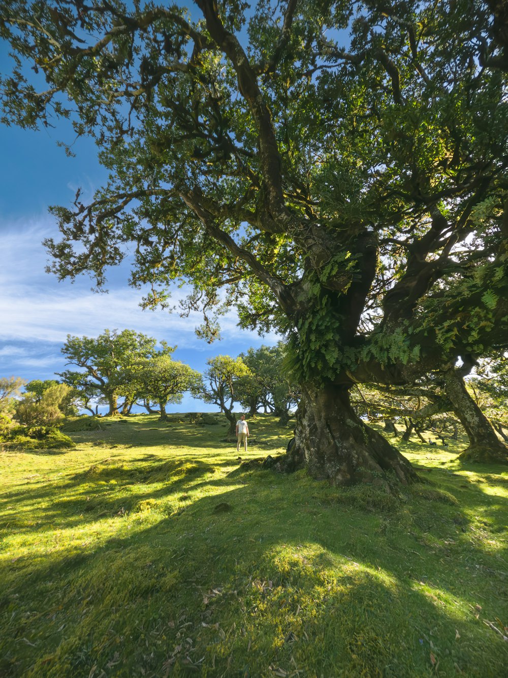 a large tree sitting in the middle of a lush green field