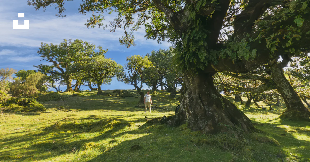 Foresty Field A large tree sitting in the middle of a lush green field photo – Free ...