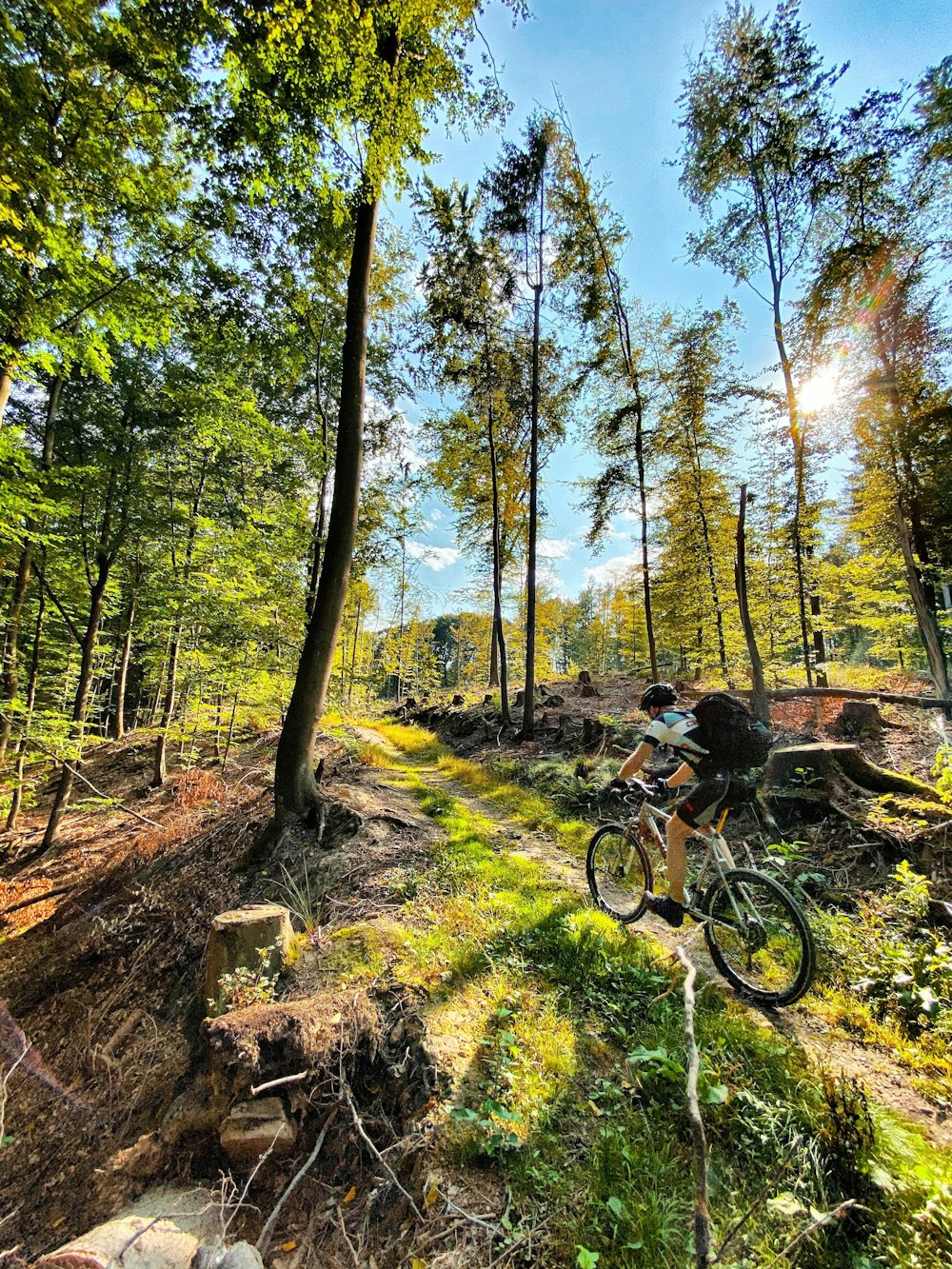 um homem andando de bicicleta por uma floresta cheia de árvores