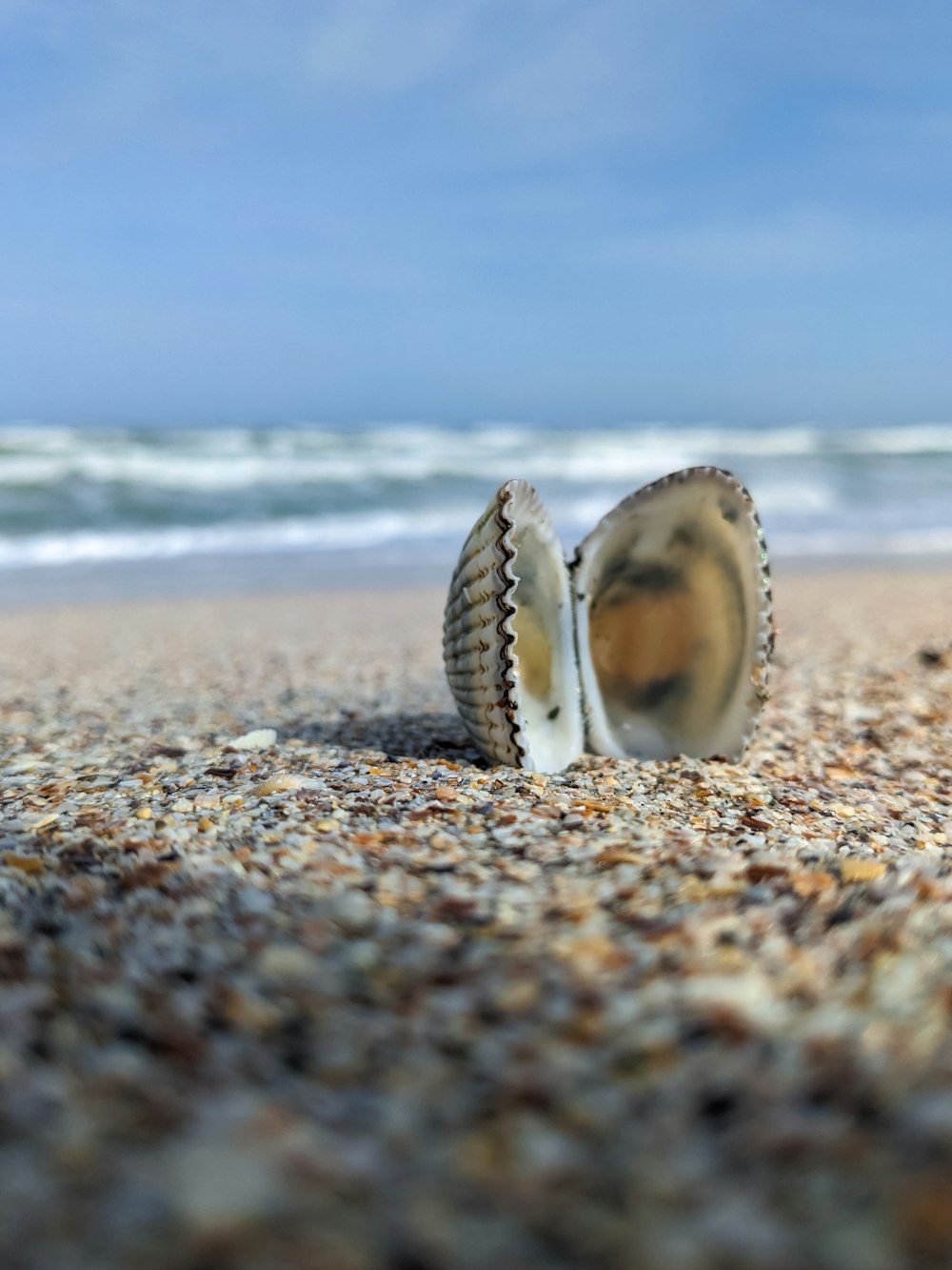 a pair of seashells on a sandy beach