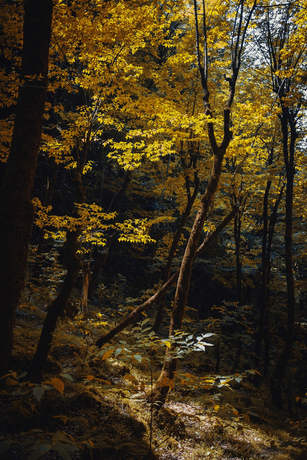 a forest filled with lots of trees covered in yellow leaves