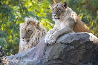 a couple of lions sitting on top of a rock
