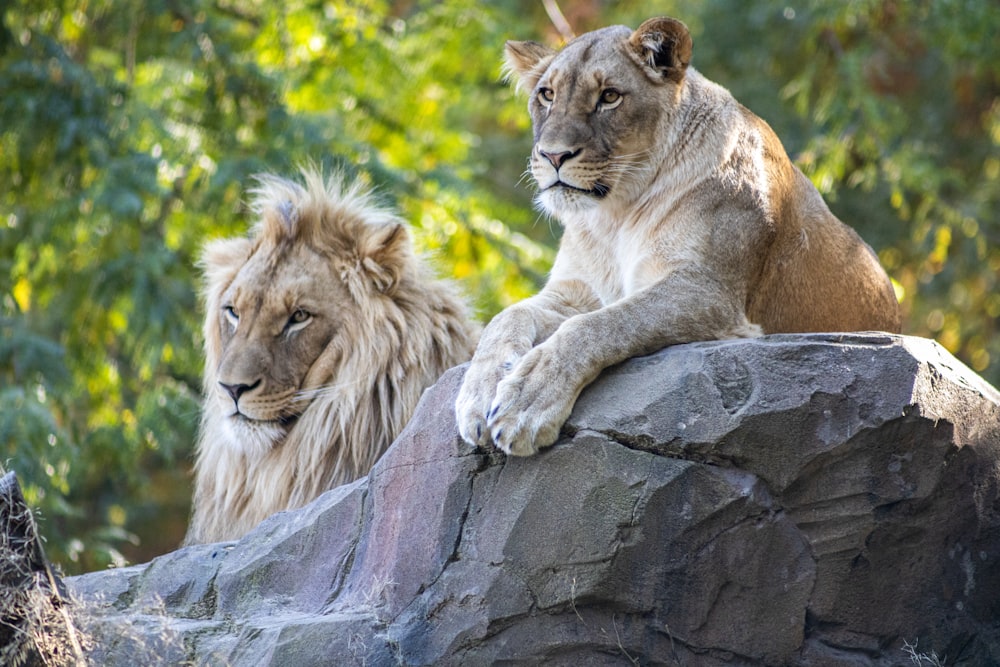 a couple of lions sitting on top of a rock