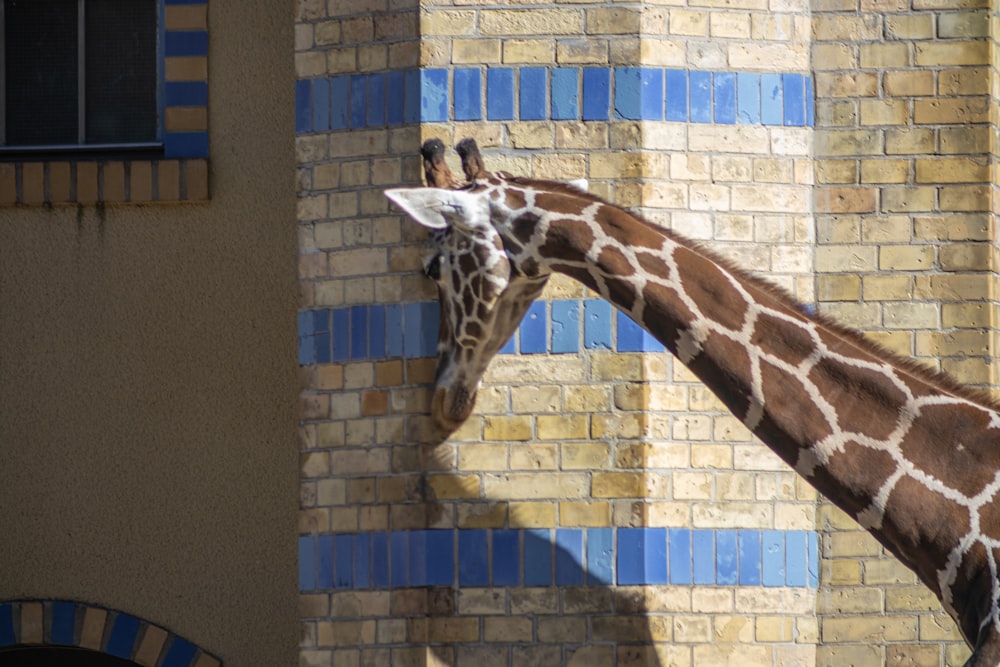 a giraffe standing next to a brick building