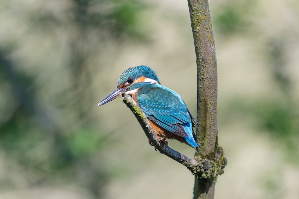 a blue bird sitting on top of a tree branch