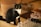 A black and white cat sits on a wooden floor indoors, surrounded by various toys and objects including a brown woven basket, a large potted plant, and a multi-compartment puzzle toy.