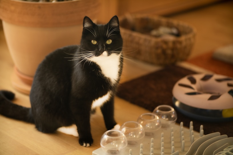 A black and white cat sits on a wooden floor indoors, surrounded by various toys and objects including a brown woven basket, a large potted plant, and a multi-compartment puzzle toy.