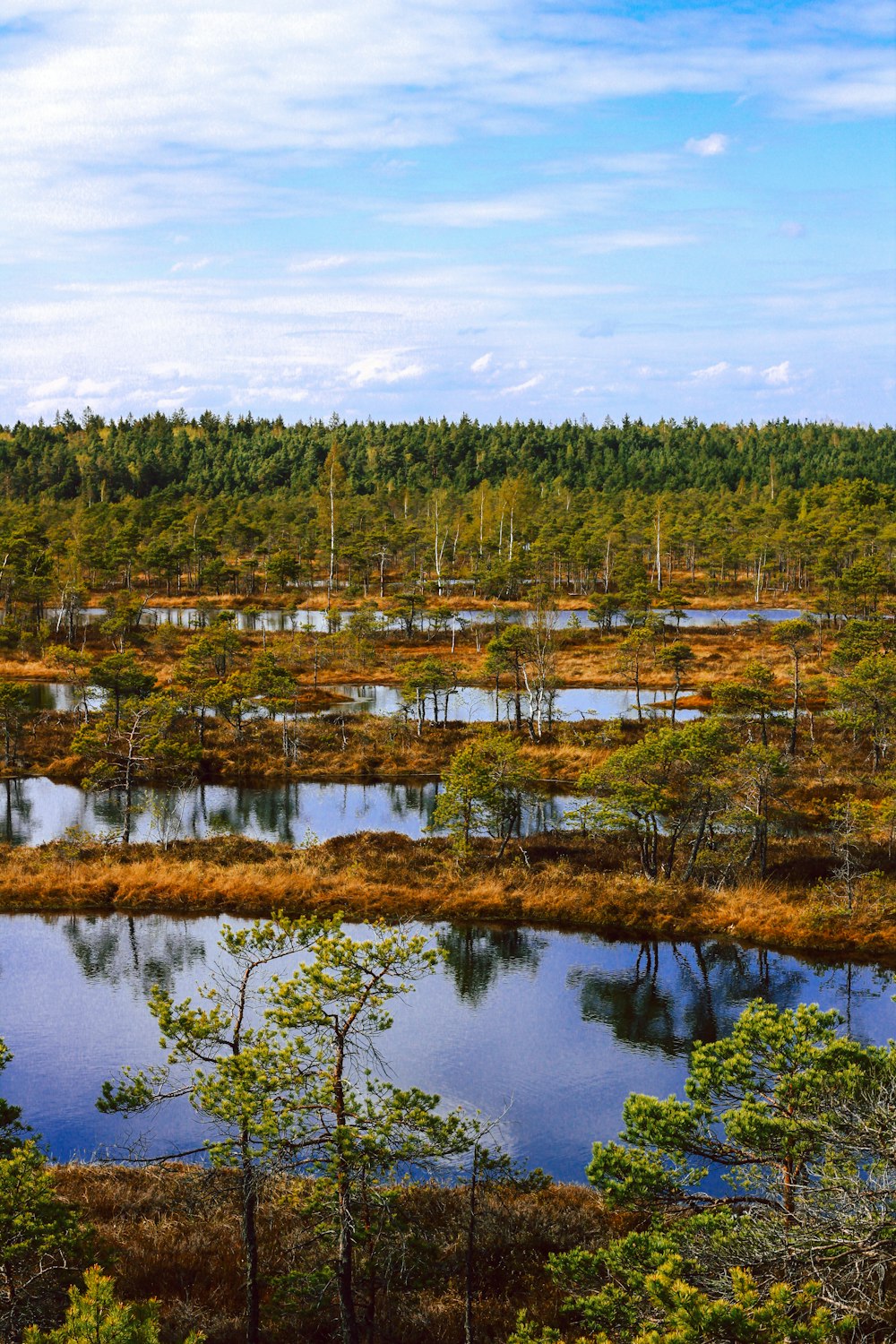 a large body of water surrounded by trees