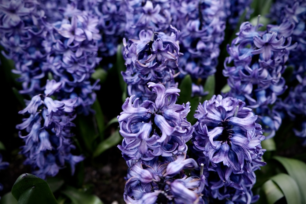 a bunch of purple flowers with green leaves