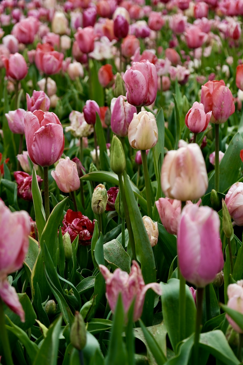 a field full of pink and white tulips