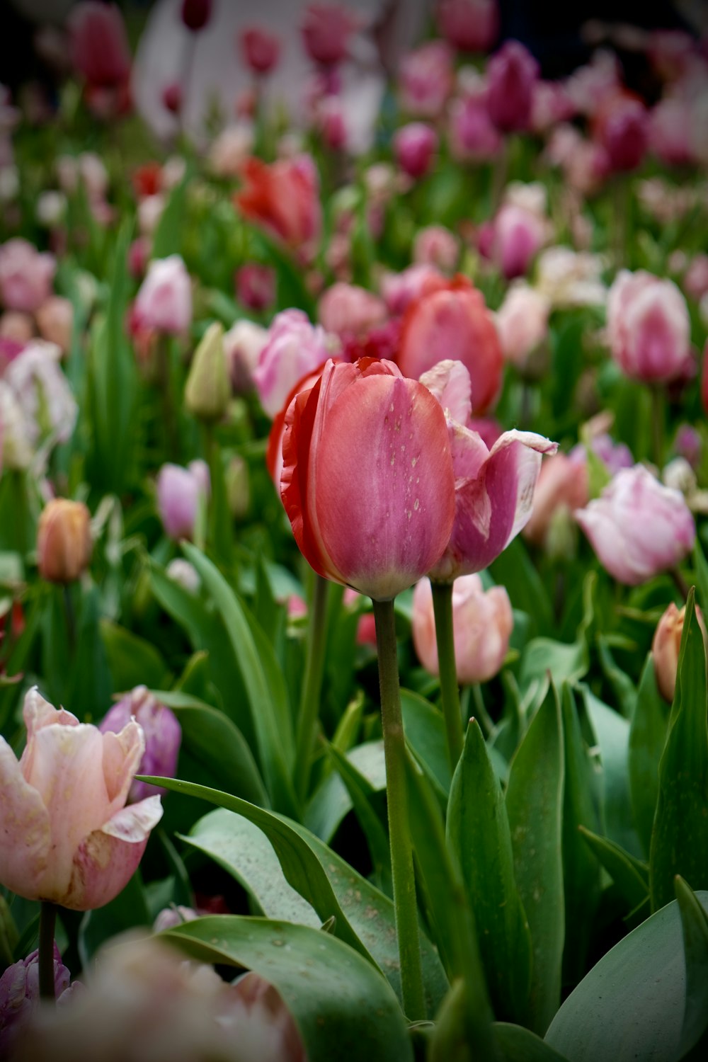a field of pink and red tulips with green leaves