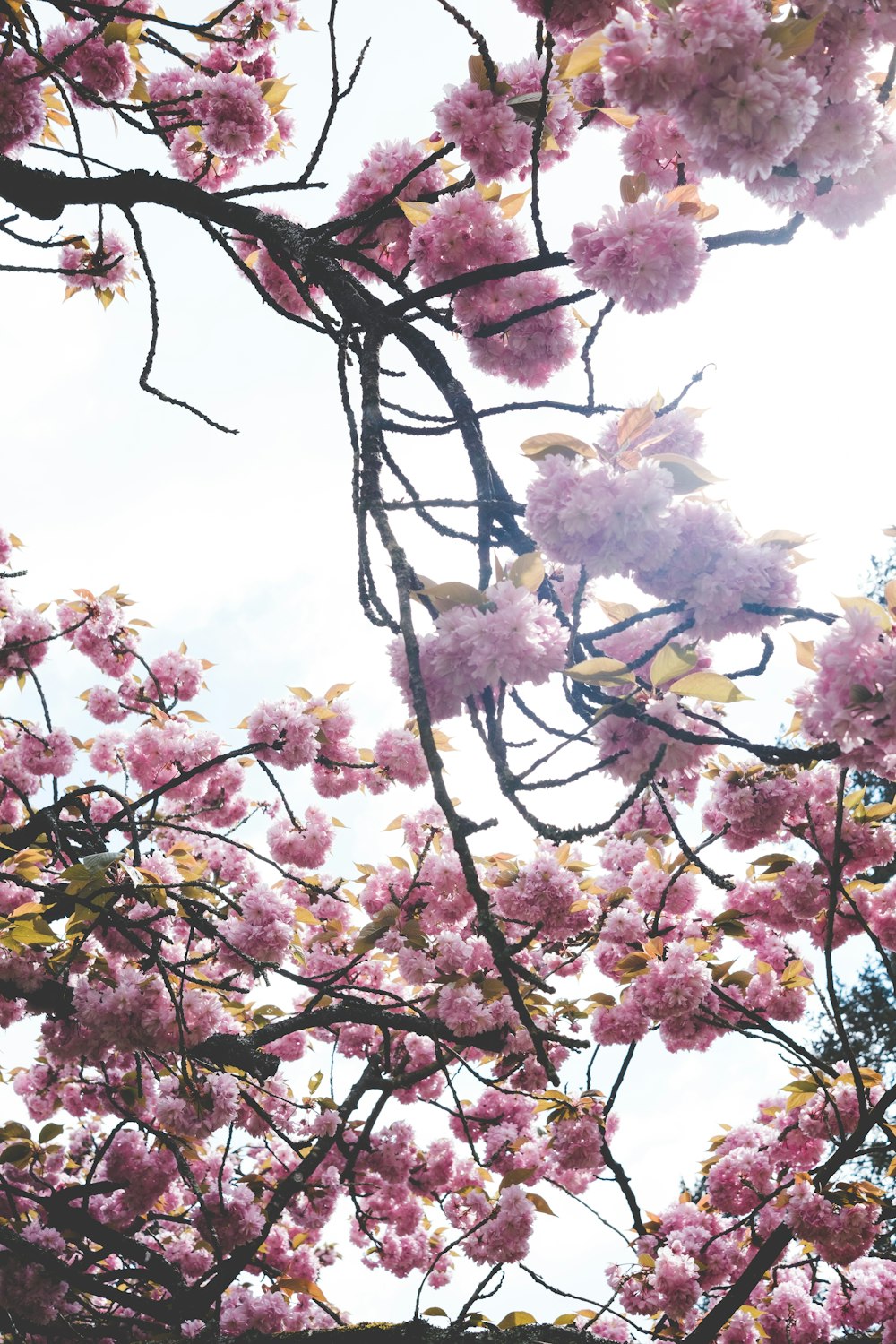 a tree filled with lots of pink flowers