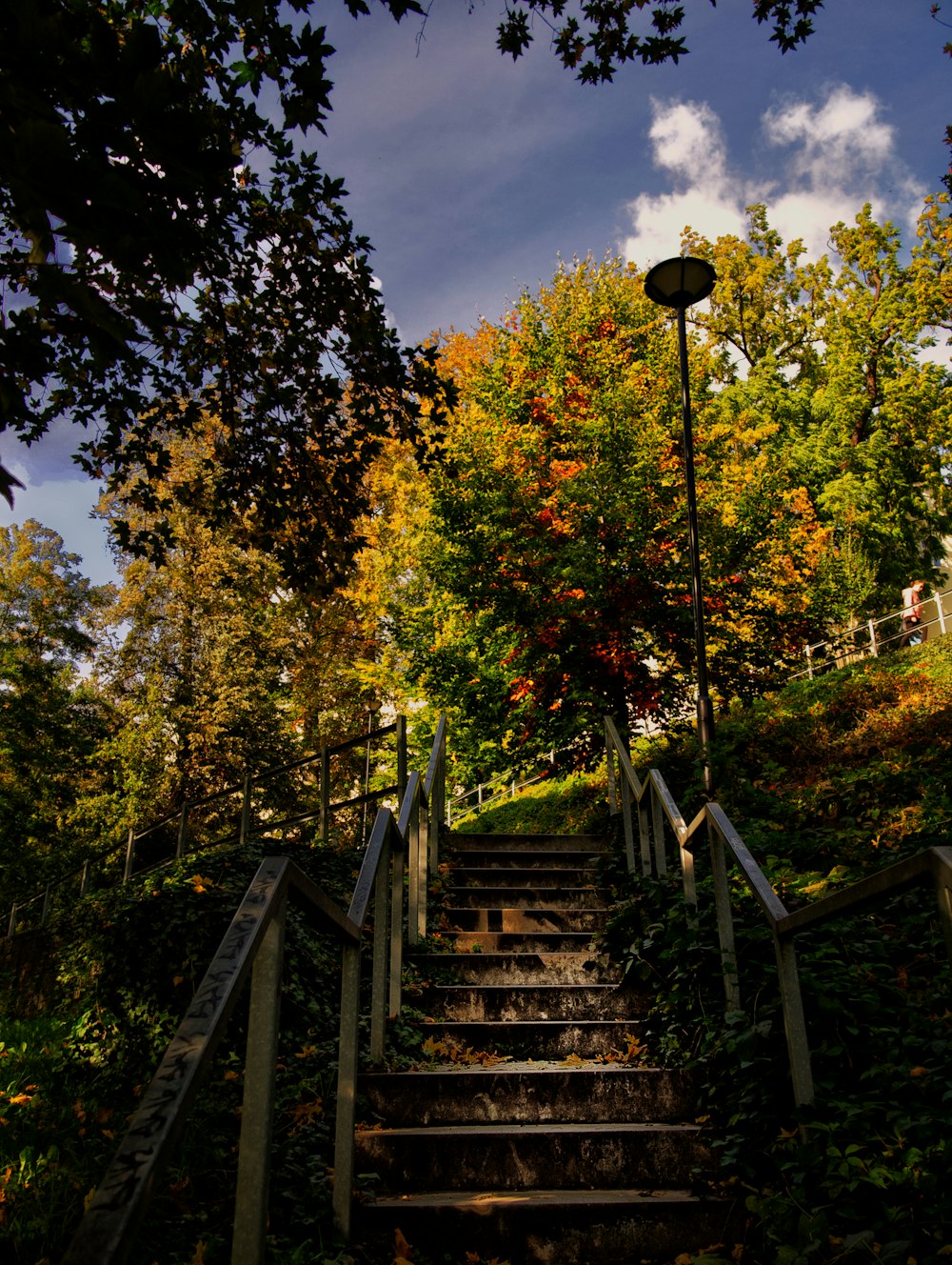 a set of stairs leading up to a tree filled hillside