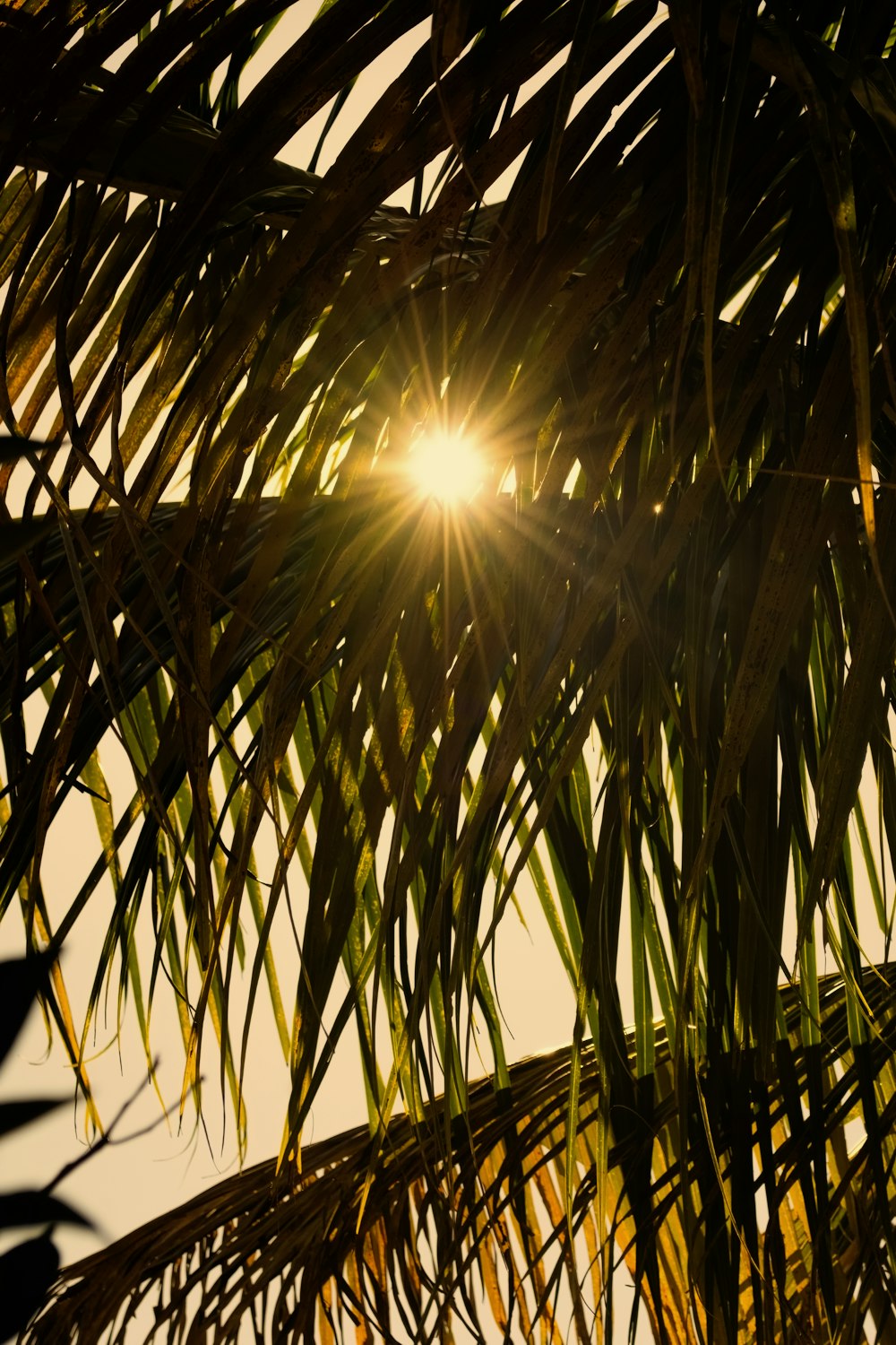 the sun is shining through the leaves of a palm tree