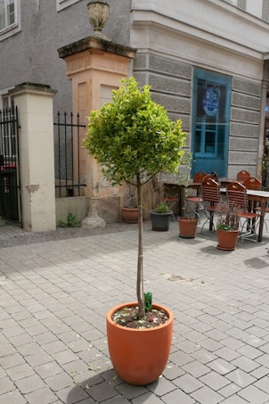 A small tree with a dense, green foliage top is planted in a large, round terracotta pot. It is situated on a paved area in front of a building with textured gray walls. There is outdoor seating with chairs and small tables, and other plant pots can be seen nearby.