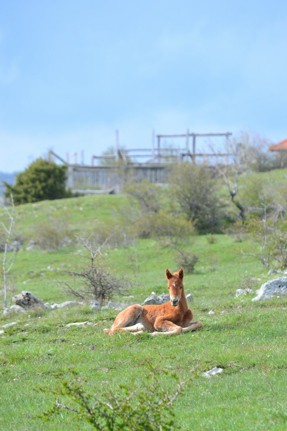 a brown horse laying on top of a lush green field