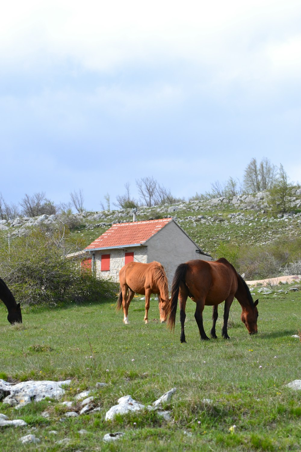 three horses grazing in a field with a house in the background