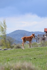 Two-year-old horse trotting freely across a field with mountains in the background.
