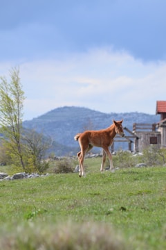 Two-year-old horse trotting freely across a field with mountains in the background.