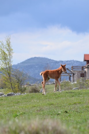 A striking Warlander and Friesian cross foal trotting gracefully across a green field.