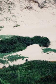 A landscape with a mixture of green vegetation and sandy areas. The plants create a natural pattern against the light-colored sand, giving a sense of tranquility and contrast. The area seems untouched and natural, possibly a grassy dune.