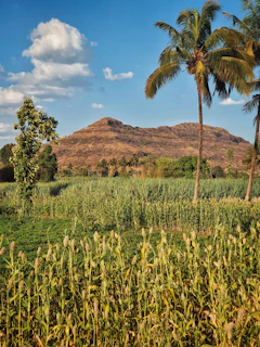 Wide-angle view of the tropical farm landscape with palm trees and dragon fruit plants under a clear blue sky.