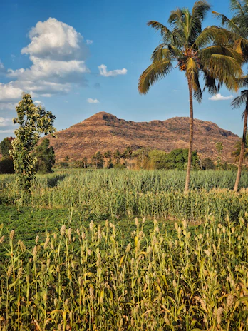 Wide-angle view of the tropical farm landscape with palm trees and dragon fruit plants under a clear blue sky.
