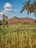 A scenic landscape featuring a lush green field with crops in the foreground. Tall palm trees stand prominently against a backdrop of a rugged mountain under a clear blue sky with scattered clouds.