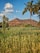 A scenic landscape featuring a lush green field with crops in the foreground. Tall palm trees stand prominently against a backdrop of a rugged mountain under a clear blue sky with scattered clouds.
