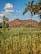 A scenic view of a lush avocado farm under a clear blue sky, highlighting the natural landscape.