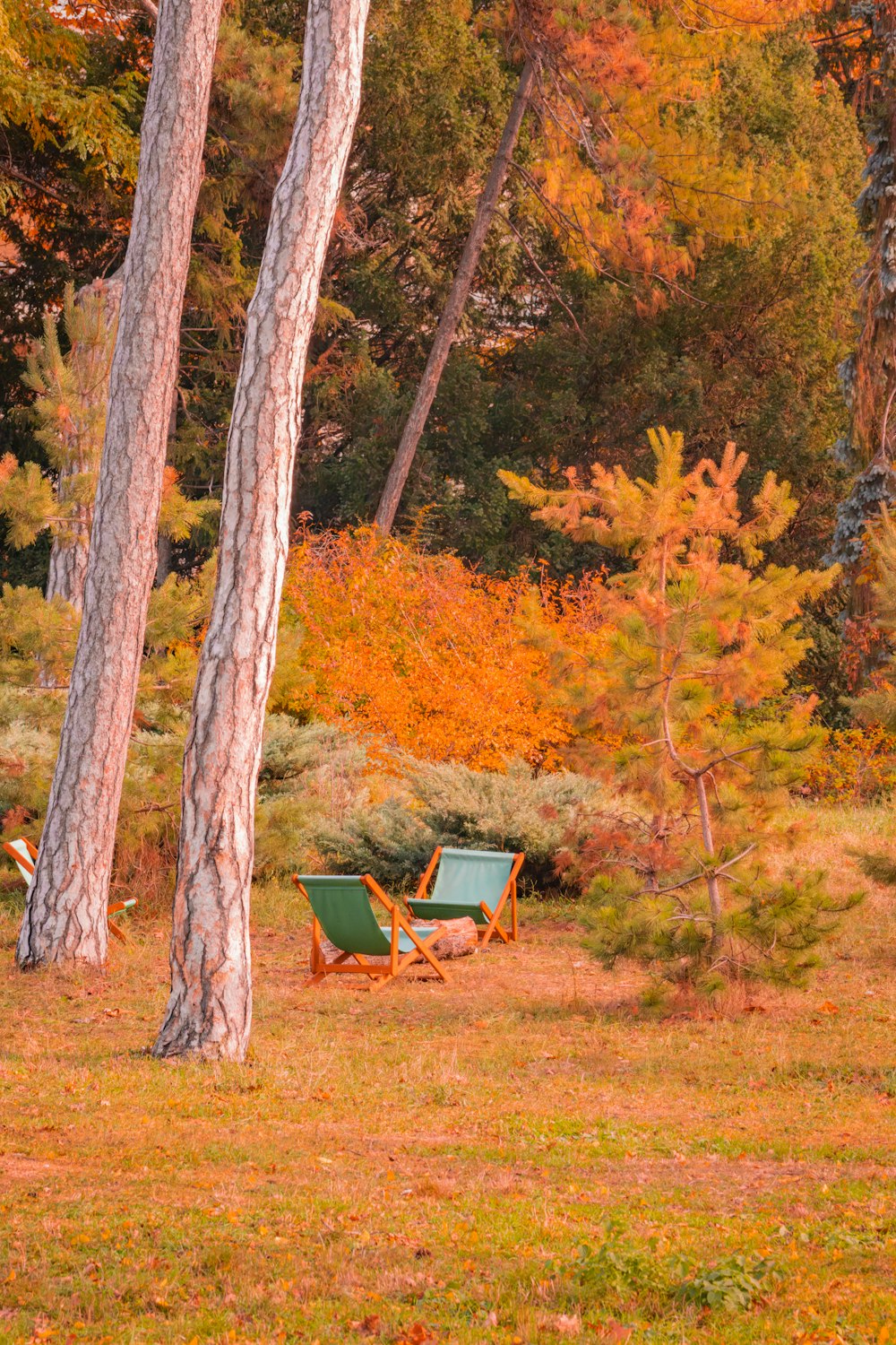 a couple of lawn chairs sitting in the middle of a forest