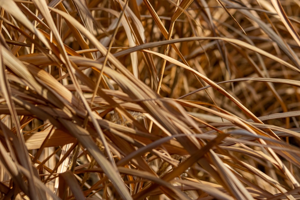 a close up of a bunch of brown grass