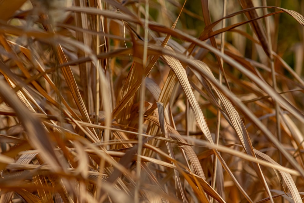 a bird is sitting in the tall grass