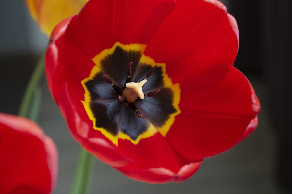 a close up of a red and yellow flower