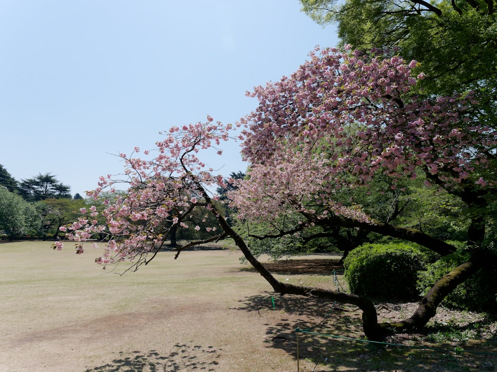 a tree with pink flowers in the middle of a field