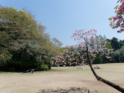 A peaceful outdoor aikido practice under cherry blossoms.