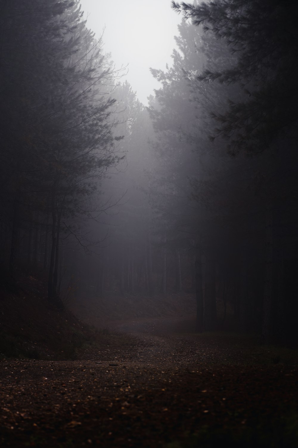 a path in the middle of a forest in the fog