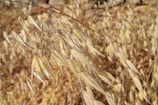 Fresh oat stalks swaying gently in a sunlit field at dawn.