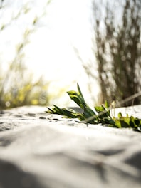 a close up of a bunch of green plants
