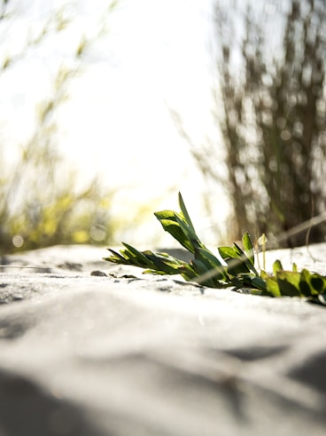 a close up of a bunch of green plants