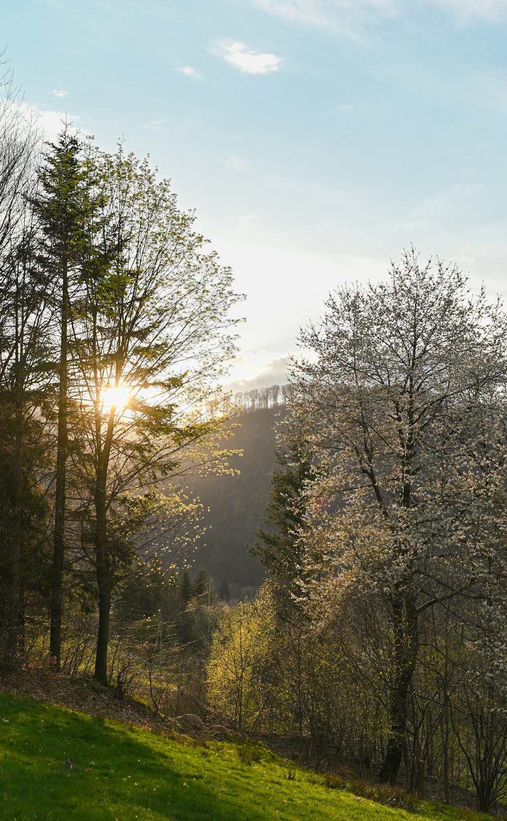 the sun shines through the trees in the forest