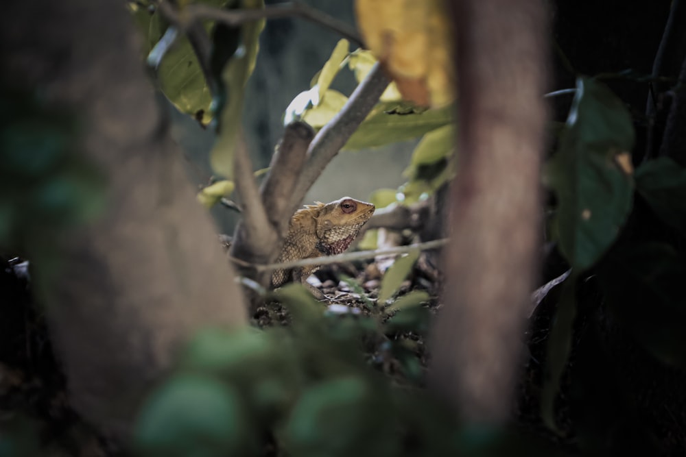 a small lizard hiding in the leaves of a tree