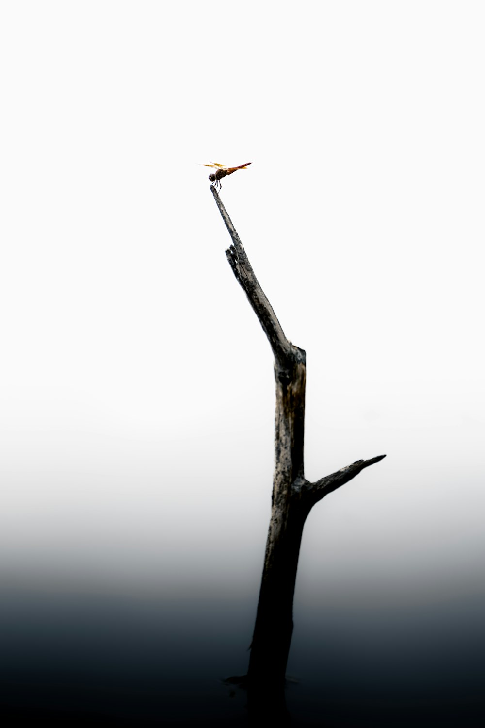 a bird is perched on a tree branch in the water