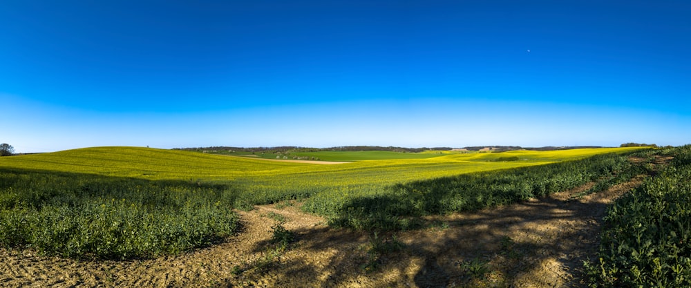 a dirt road running through a lush green field