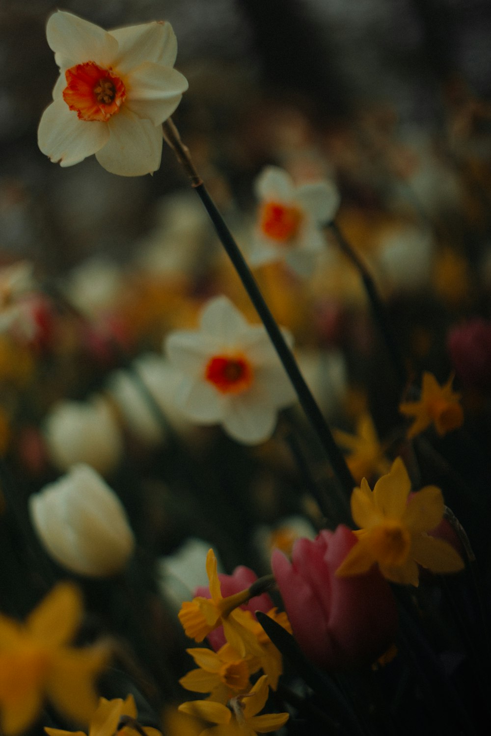 ein Strauß Blumen, die im Gras sind