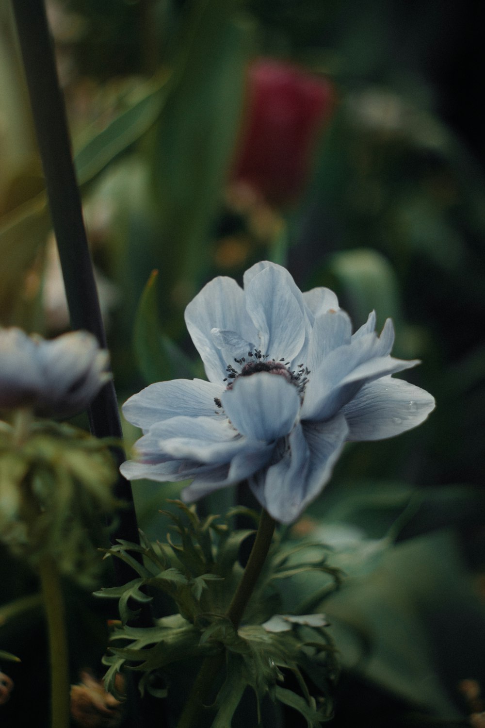 Un primer plano de una flor azul con hojas verdes