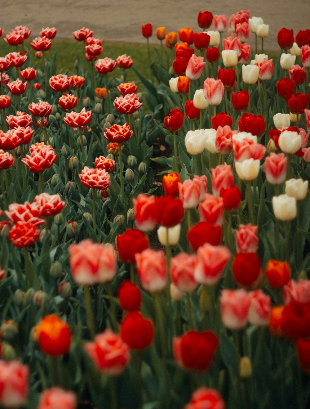 ein Feld voller roter und weißer Blumen