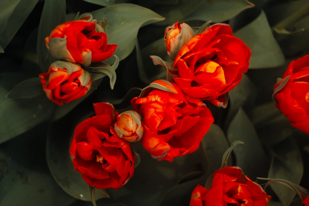 um grupo de flores vermelhas sentadas em cima de folhas verdes