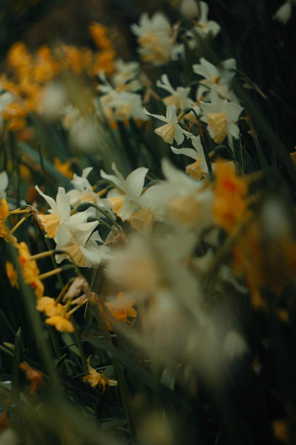 草の中にある花の束